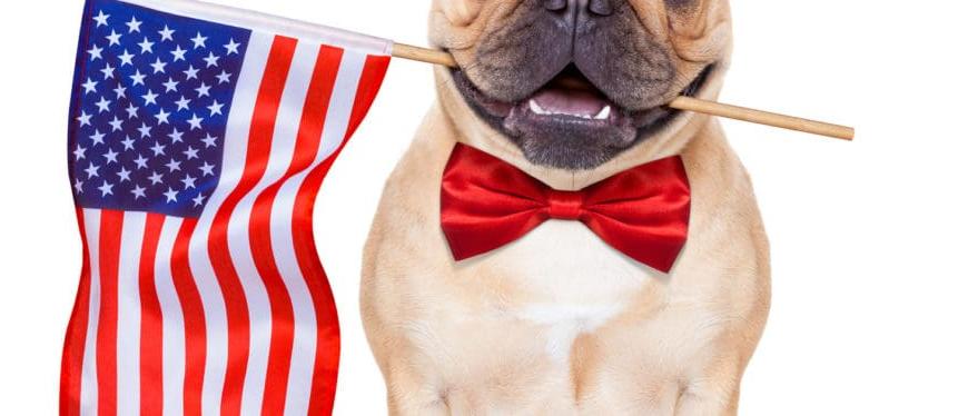 French bulldog holding U.S. flag with mouth